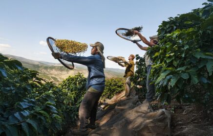 Tre lavoratori in piantagione selezionano manualmente i chicchi di caffè con setacci circolari, immersi tra le piante su una collina con vista panoramica.