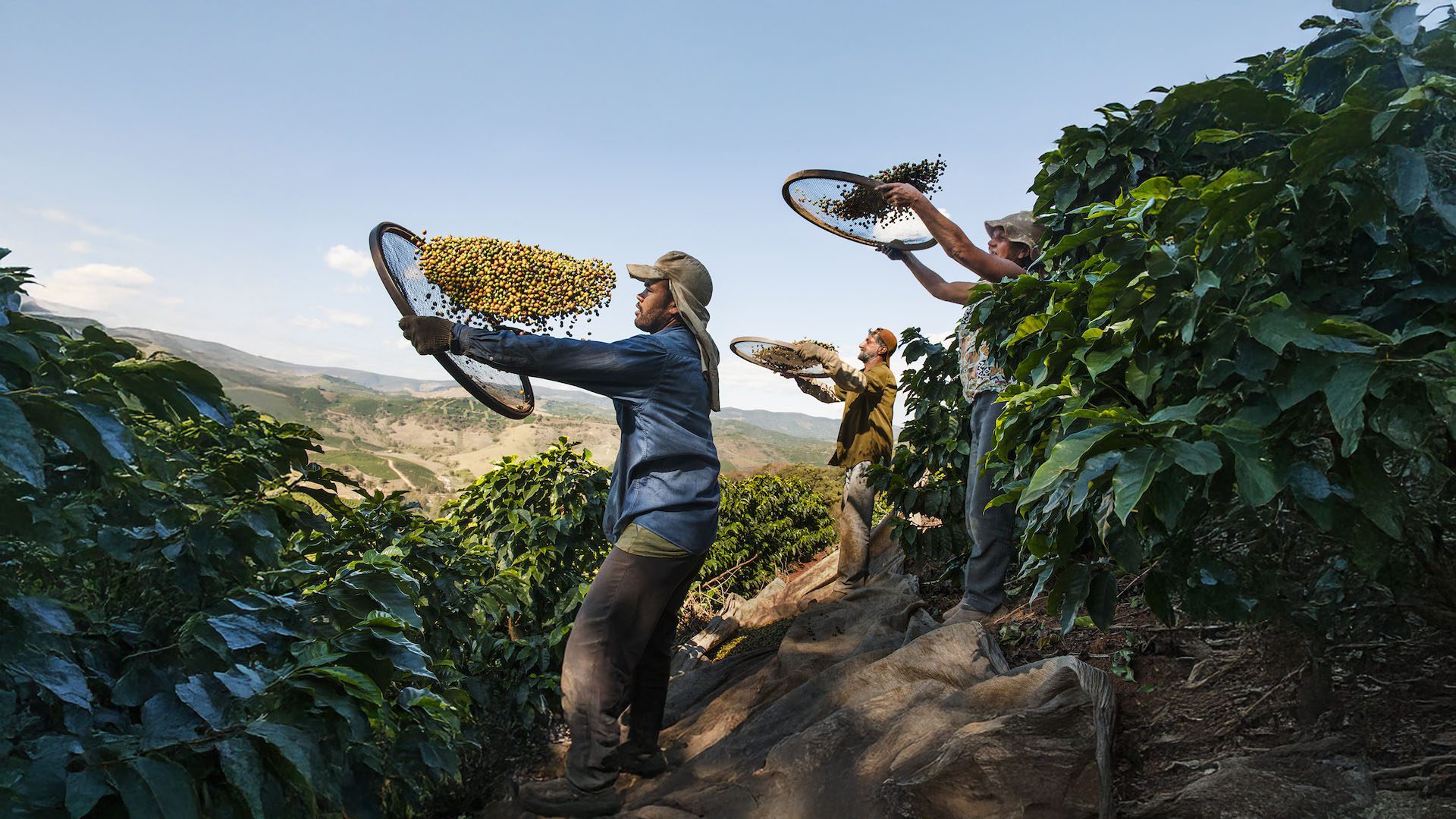Tre lavoratori in piantagione selezionano manualmente i chicchi di caffè con setacci circolari, immersi tra le piante su una collina con vista panoramica.
